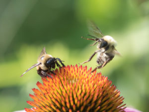 Bees on Coneflowers