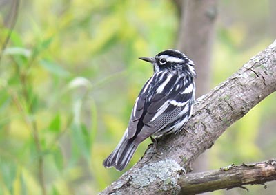 Black and White Warbler