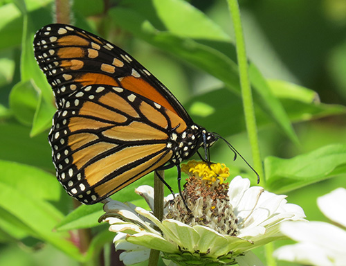 Monarch Butterfly