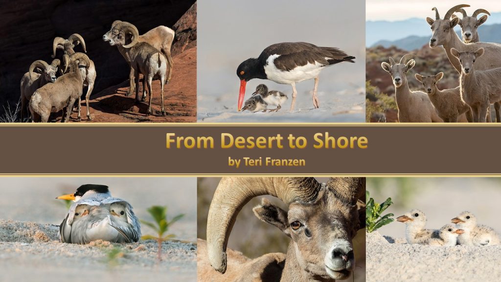 Teri Franzen From Desert To Shore