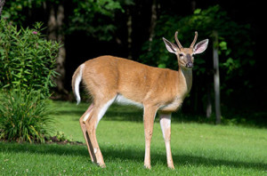 White-Tailed Deer by Christina Rollo